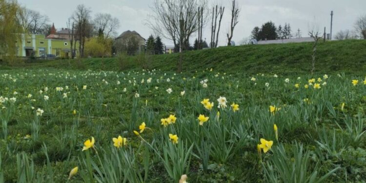 Долина нарцисів квітне у Збаражі біля Тернополя