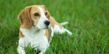 У Києві будуть відловлювати безпритульних тварин для стерилізації | Новини Київ