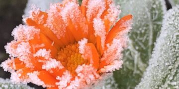 Наступного тижня температура повітря на Черкащині може знизитися до 2°С – Новини Черкасс