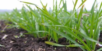 Вплив ранньої весни на Запоріжжі на стан озимих та плодові дерева | Новини Запоріжжя