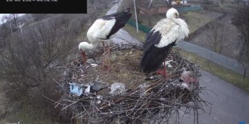 Лелека Грицько та Одарка на Полтавщині: меми про птахів