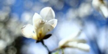 Можливі дощі: якою буде погода на Черкащині на вихідних