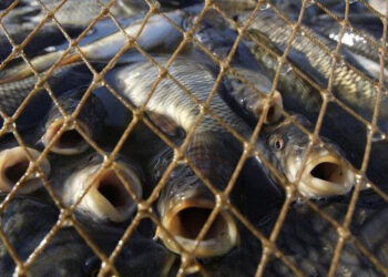 На Черкащині браконьєри завдали державі збитків на понад 35 мільйонів