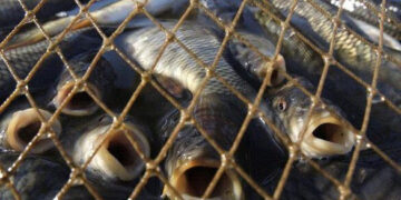 На Черкащині браконьєри завдали державі збитків на понад 35 мільйонів