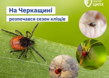 На Черкащині розпочався сезон кліщів — Новости Черкасс