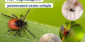 На Черкащині розпочався сезон кліщів — Новости Черкасс