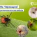На Черкащині розпочався сезон кліщів — Новости Черкасс