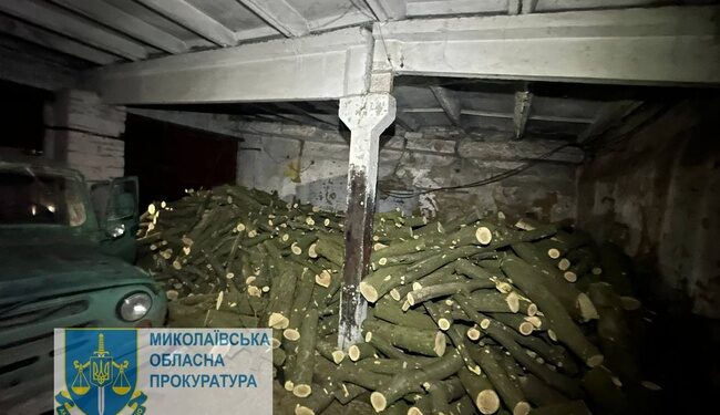 На Миколаївщині працівник поліції організував “групу” чорних лісорубів