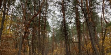 На Полтавщині виявили понад 162 тис. га потенційних лісів