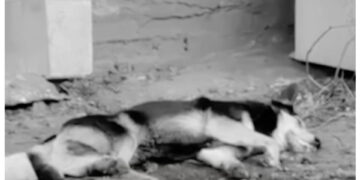 На Житомирщині продовжують труїти собак. UAnimals поскаржилися на бездіяльність поліції | Журнал Житомира