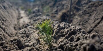 Незмінна весняна традиція: на Черкащині примножують ліси – Новини Черкас