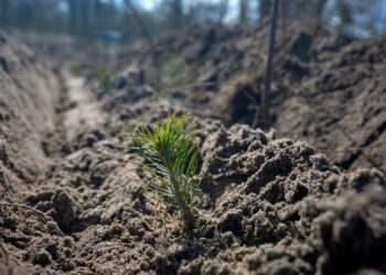 Незмінна весняна традиція: на Черкащині примножують ліси – Новости Черкасс