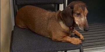 Песик біля Магніту в Тернополі став зіркою Інтернету