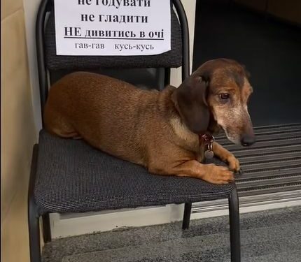 Песик біля Магніту в Тернополі став зіркою Інтернету