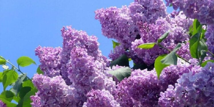 Погода Тернопіль 22-28 квітня – коли в області потепліє