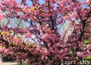 Погода у Запоріжжі в травні 2024 року – синоптики зробили прогноз на місяць | Новости Запорожья