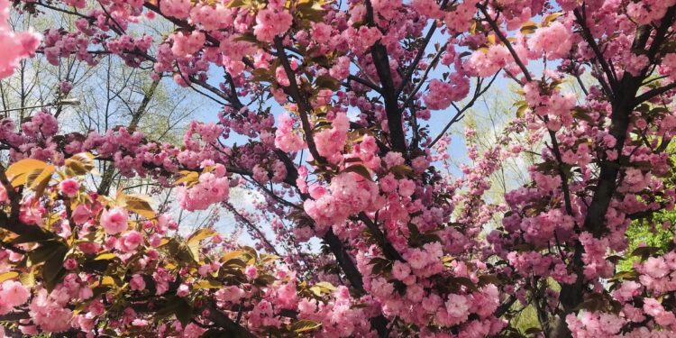 Погода у Запоріжжі в травні 2024 року – синоптики зробили прогноз на місяць | Новости Запорожья