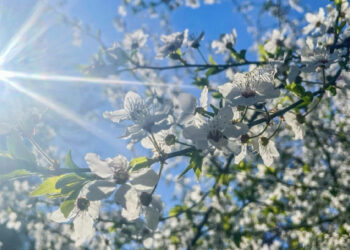 Погода в Запоріжжі 11-12 квітня – що прогнозують синоптики | Новости Запорожья