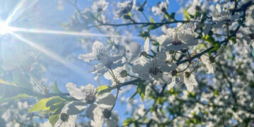 Погода в Запоріжжі 11-12 квітня – що прогнозують синоптики | Новости Запорожья