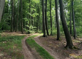 Прикидав тіло гіллям і втік: поблизу Умані чоловік вбив знайому