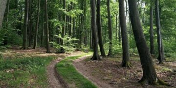 Прикидав тіло гіллям і втік: поблизу Умані чоловік вбив знайому