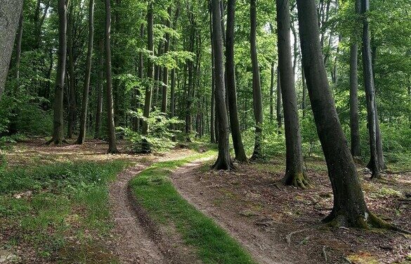 Прикидав тіло гіллям і втік: поблизу Умані чоловік вбив знайому