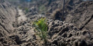 Примноження лісів: в області заплановано висадити 3,3 млн сіянців  — Новости Черкасс