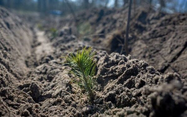 Примноження лісів: в області заплановано висадити 3,3 млн сіянців  — Новости Черкасс