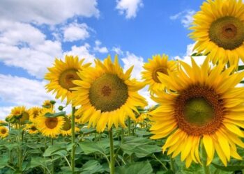 Соняшник на 14 мільйонів : миколаївські митники викрили контрабанду сільгосппродукції до ЄС