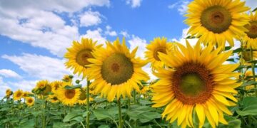 Соняшник на 14 мільйонів : миколаївські митники викрили контрабанду сільгосппродукції до ЄС