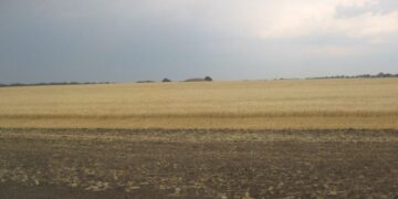 Тіло чоловіка знайшли на Підгаєччині – просять опізнати його