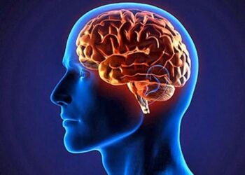 У молодшого покоління людей об’єм мозку виявився більшим – Экономика