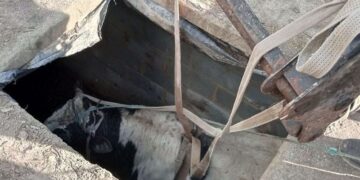 У Шепетівському районі надзвичайники дістали з льоху бика —Хмельнитчина