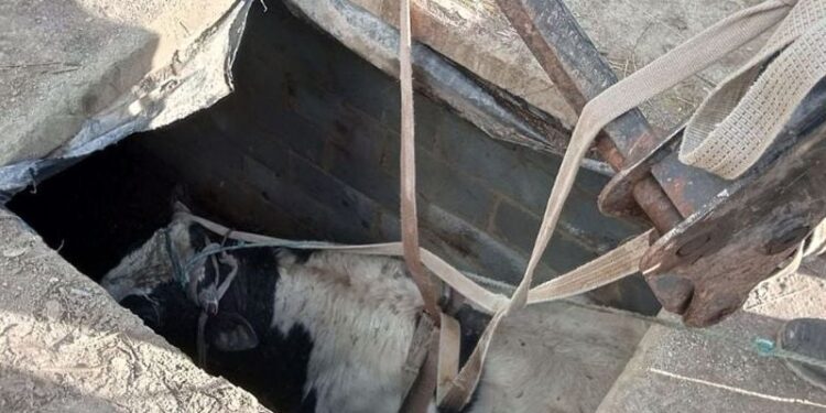 У Шепетівському районі надзвичайники дістали з льоху бика —Хмельнитчина