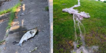 У Славуті невідомі прямо поблизу міського пляжу ловили сіткою рибу —Хмельнитчина