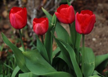 У Запоріжжі на Майдані Героїв вандали пошкодили клумбу з тюльпанами – як вона зараз виглядає | Новости Запорожья