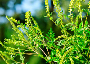 У Запоріжжі продовжують боротьбу з амброзією – якими методами | Новости Запорожья