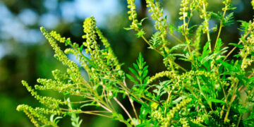 У Запоріжжі продовжують боротьбу з амброзією – якими методами | Новости Запорожья