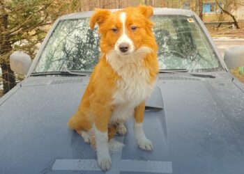 Запоріжці можуть отримати грошову допомогу на лікування тварин, що постраждали від обстрілів – як це зробити | Новости Запорожья