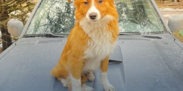 Запоріжці можуть отримати грошову допомогу на лікування тварин, що постраждали від обстрілів – як це зробити | Новости Запорожья