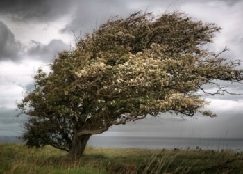 Запоріжжя знову накриє сильний вітер – попередження від метеорологів на 16 квітня | Новости Запорожья