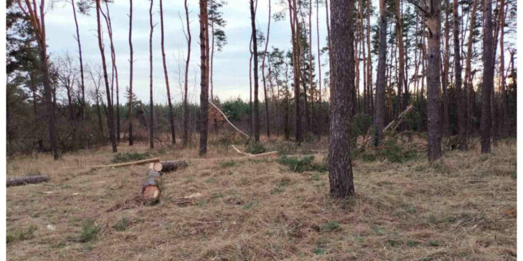 Збитки в 120 тисяч гривень завдали лісокради на Житомирщині | Журнал Житомира