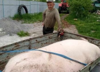 На Вінниччині виростили для бійців ЗСУ 400-кг кабанчика – ЭКОНОМИКА