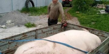 На Вінниччині виростили для бійців ЗСУ 400-кг кабанчика – ЭКОНОМИКА