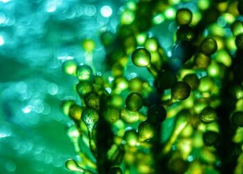 Світові стартапи активно використовують водорості у своїх розробках – ЭКОНОМИКА