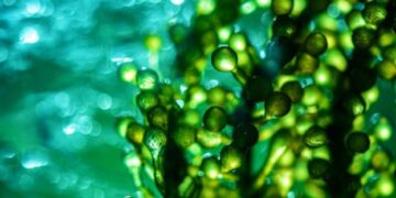 Світові стартапи активно використовують водорості у своїх розробках – ЭКОНОМИКА