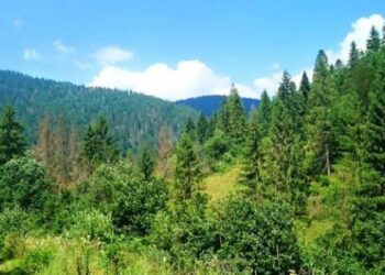 «Ліси України» ініціювали понад 250 справ за фактами зловживань на своїх підприємствах – ЭКОНОМИКА