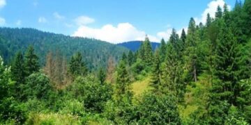 «Ліси України» ініціювали понад 250 справ за фактами зловживань на своїх підприємствах – ЭКОНОМИКА