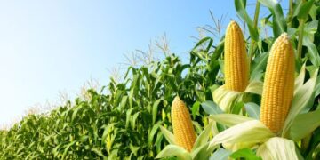 Оприлюднено список фермерів, які безкоштовно отримають насіння кукурудзи – ЭКОНОМИКА