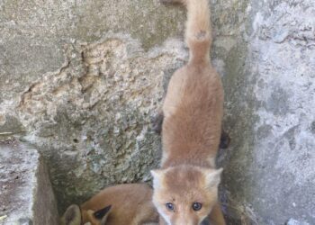 Біля лінії фронту військові врятували двох лисенят – тварин передали в запорізький притулок | Новости Запорожья